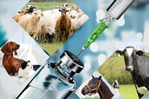 veterinary injectable range manufacturer 